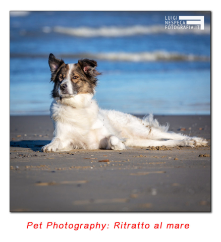 Pet Photography - Reportage: un giorno al mare