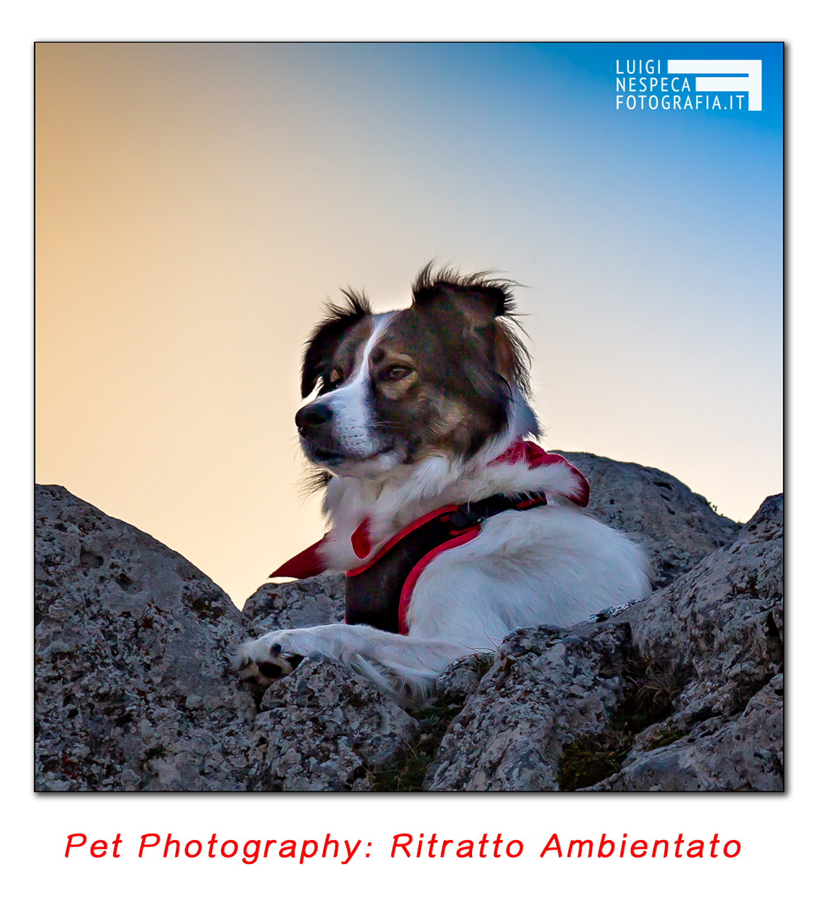 Pet Photography: Ritratto al tramonto