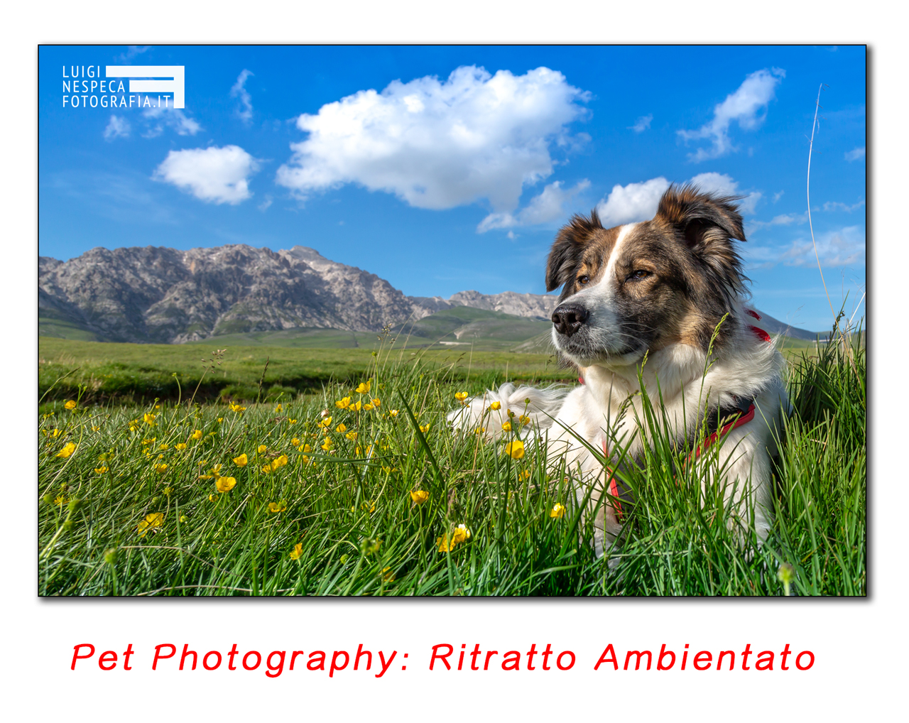 Pet Photography: ritratto ambientato in montagna