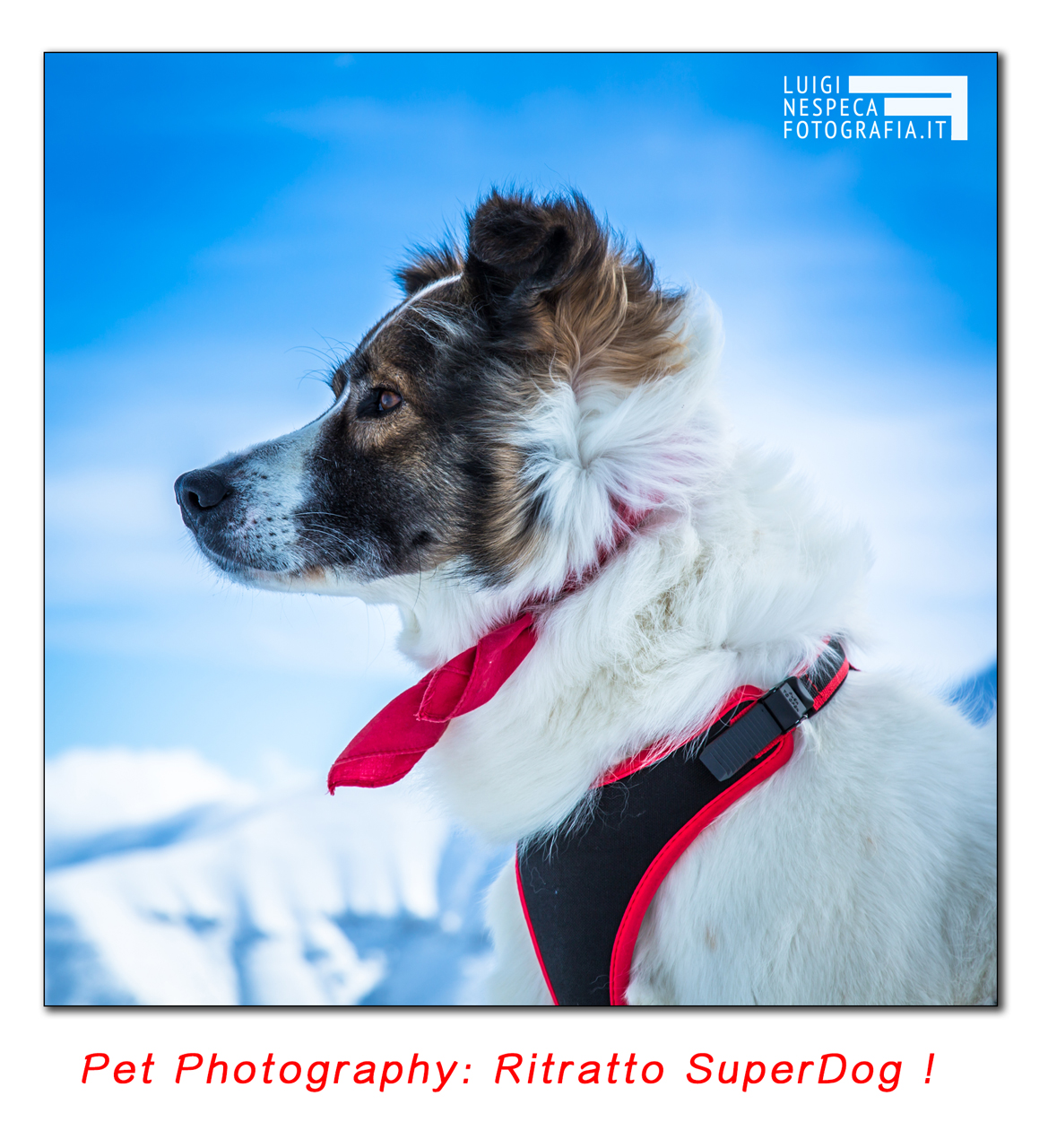 Pet Photography: ritratto Super Dog