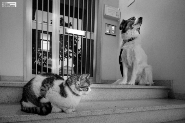 Il distanziamento sociale come spiegato dal gatto Ciccio e il cane Melody