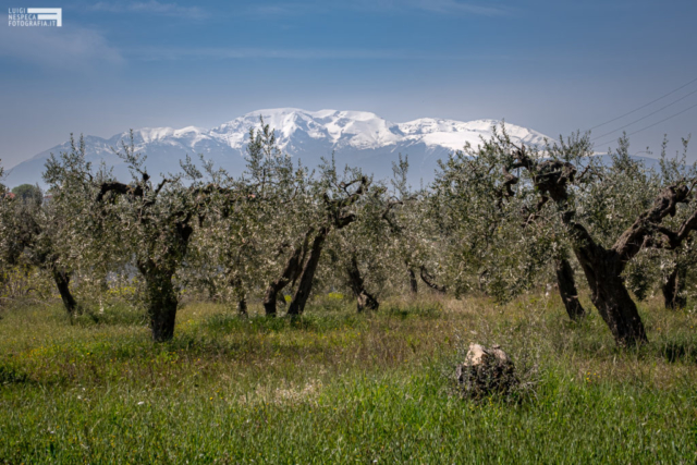 Le montagne viste dalla campagna di Francavilla al Mare: la Majella