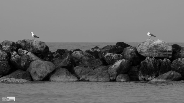 Il distanziamento sociale come spiegato dai gabbiani - Francavilla al Mare