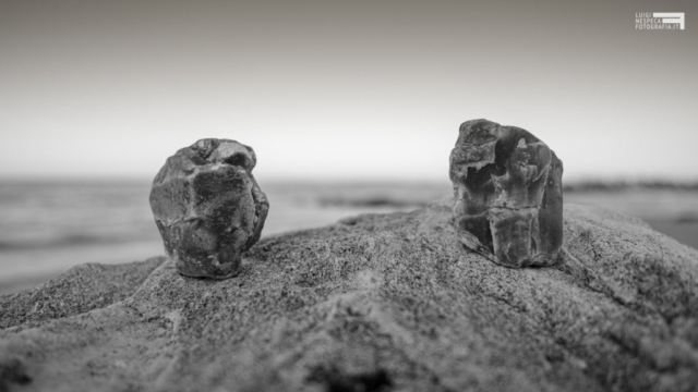 Il distanziamento sociale come spiegato dai gabbiani - Francavilla al Mare