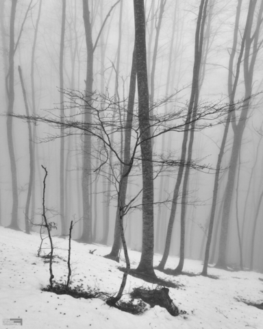 Faggi e Nebbia - Winter Woodland