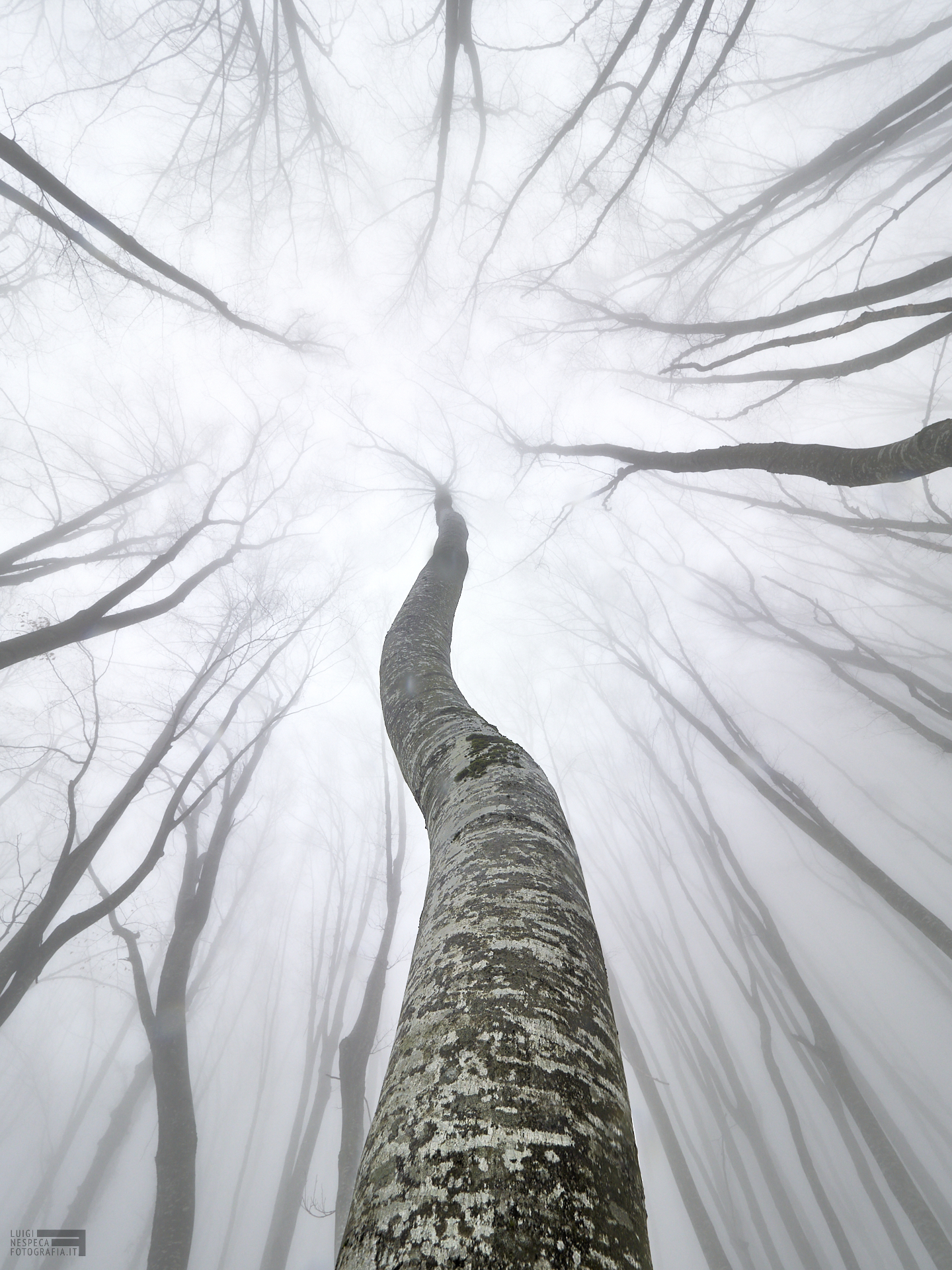 Faggi e Nebbia - Winter Woodland
