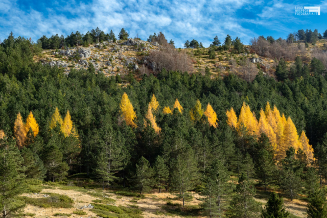 01 - Larici in livrea autunnale