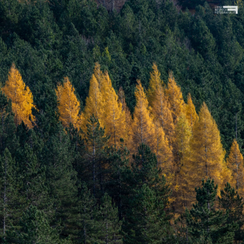 02 - Larici in livrea autunnale
