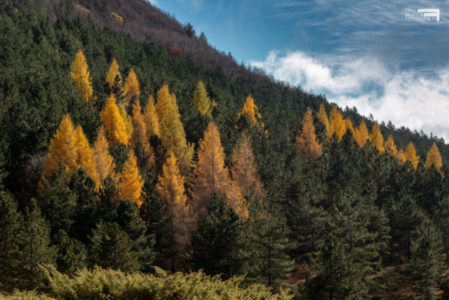 03 - Larici in livrea autunnale